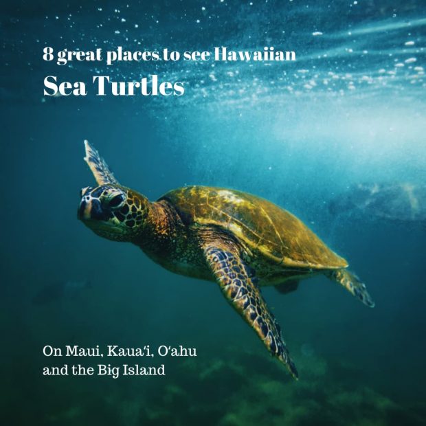 Where to see turtles in Hawaiʻi