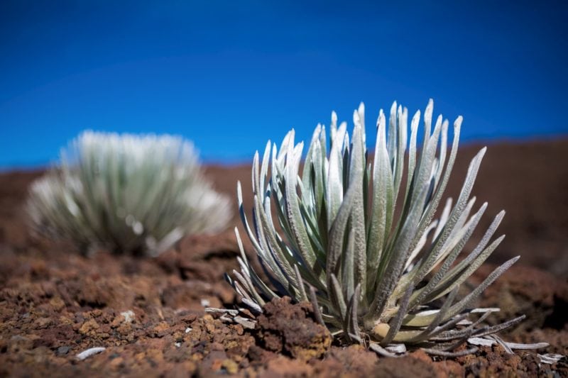 Close up of hinahina (silversword) plants