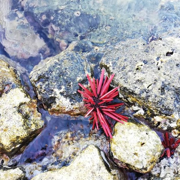 Ha‘uke‘uke ‘ula‘ula (slate pencil urchin)
