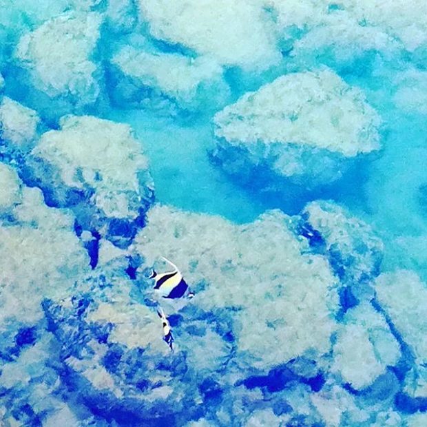 Snorkeling in Kona