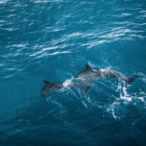 Spinner dolphins swimming off the Kona coast.