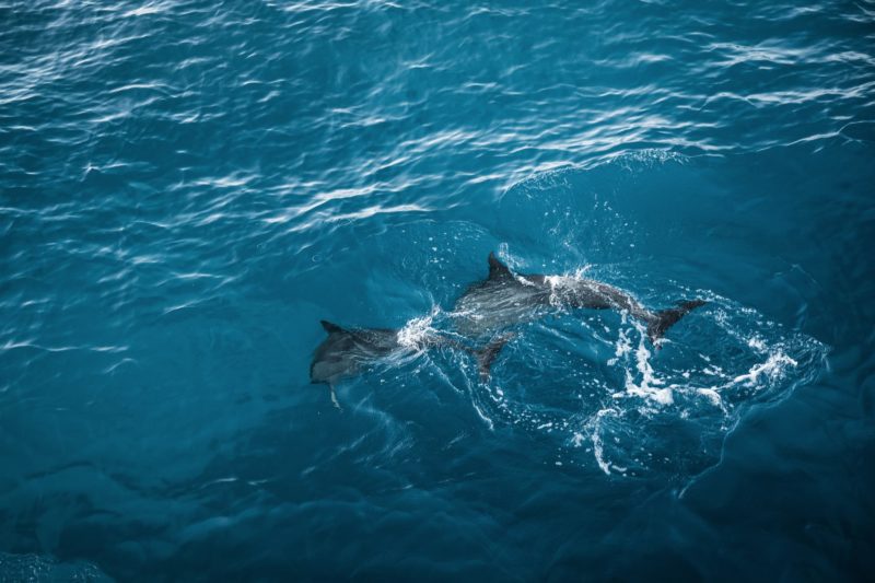 Spinner dolphins swimming off the Kona coast.