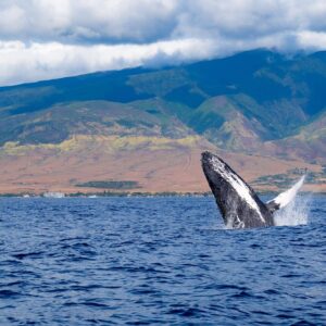 Humpback whale breaching off the west Maui coast. Photo by Steve Wrzeszczynski on Unsplash