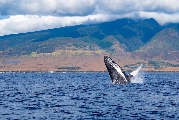 Humpback whale breaching off the west Maui coast. Photo by Steve Wrzeszczynski on Unsplash