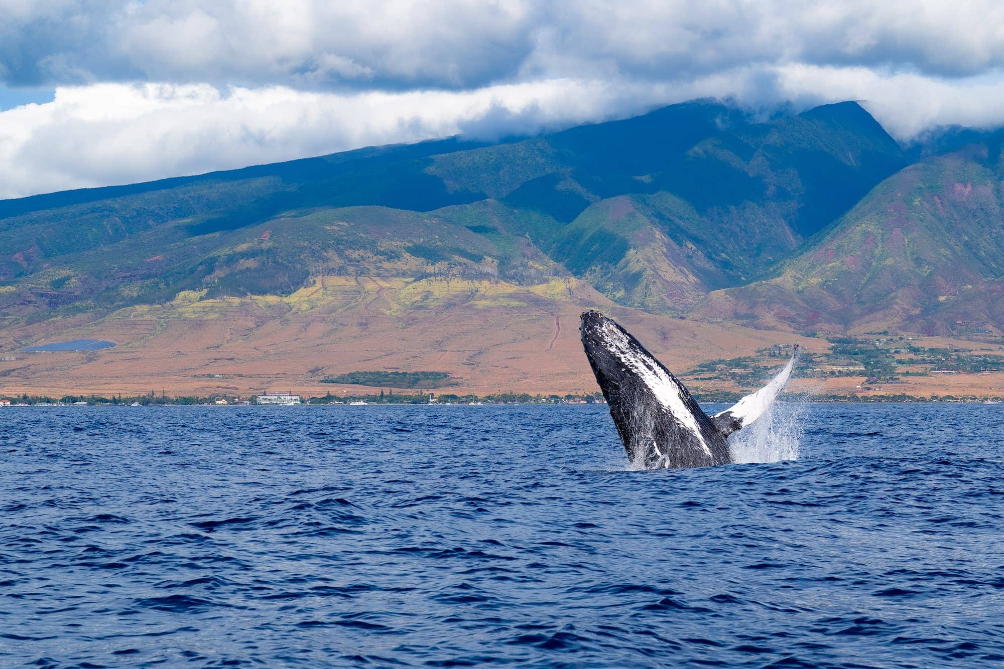 Maui Whale Watching: the Best Tours, FAQ, and DIY Tips