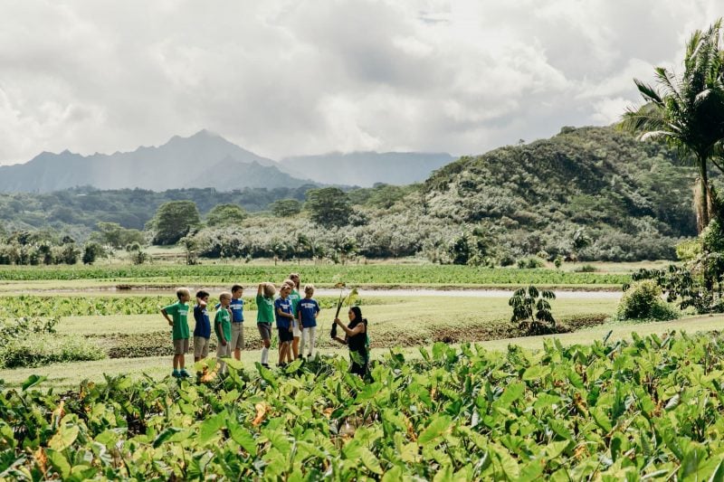 Touring a Taro Farm close to Hanalei