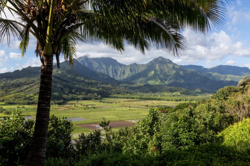 taro fields in Hanalei, Kauai