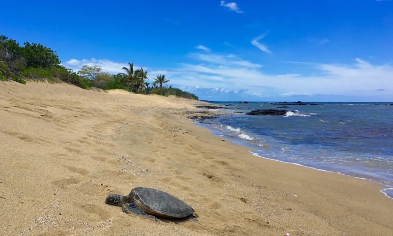 turtle on a beach