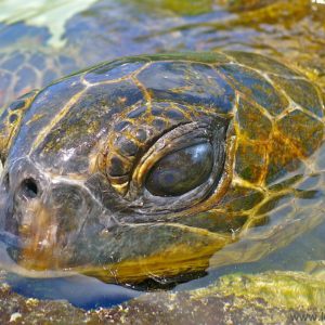 close up of green sea turle head