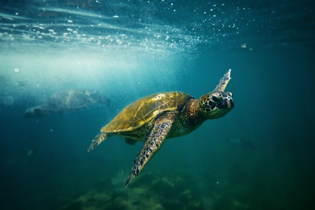 A Hawaiian green sea turtle (Honu) swimming off the coast.