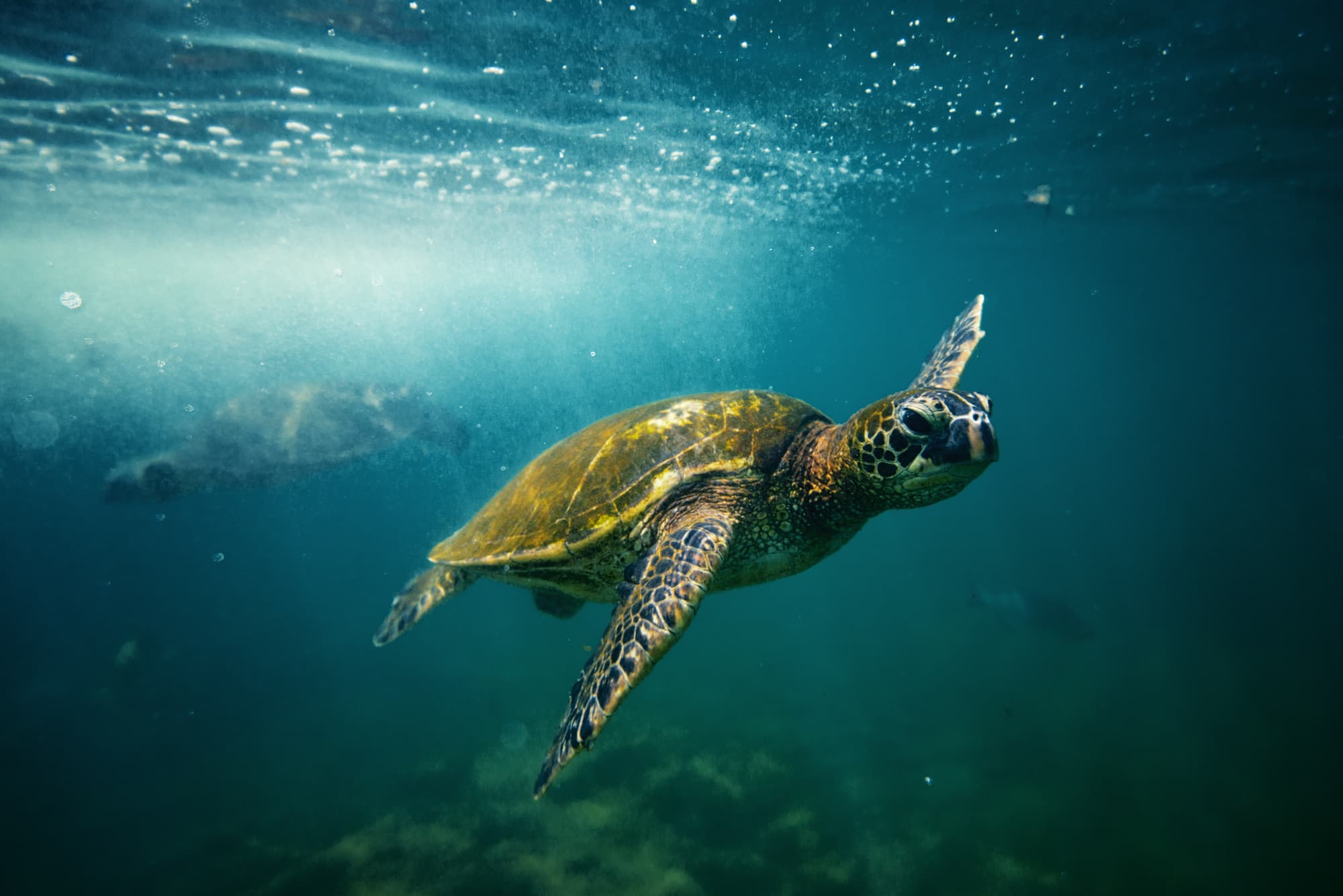 The 9 Best Spots to Find Sea Turtles in Hawaiʻi (All Islands)