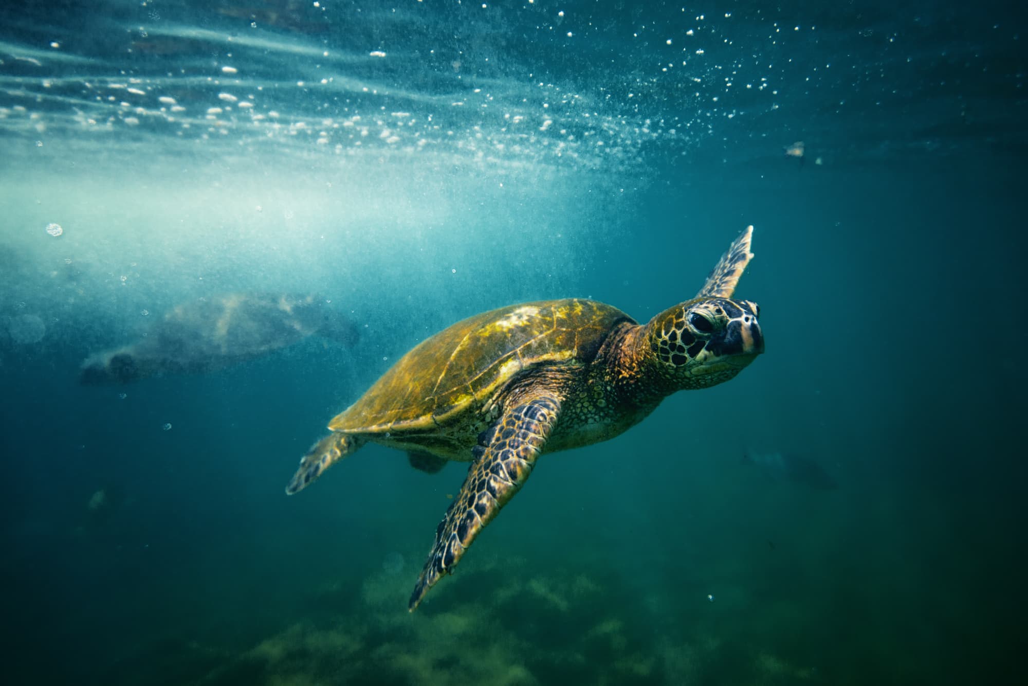 A Worldwide Travel Guide to Sea Turtles