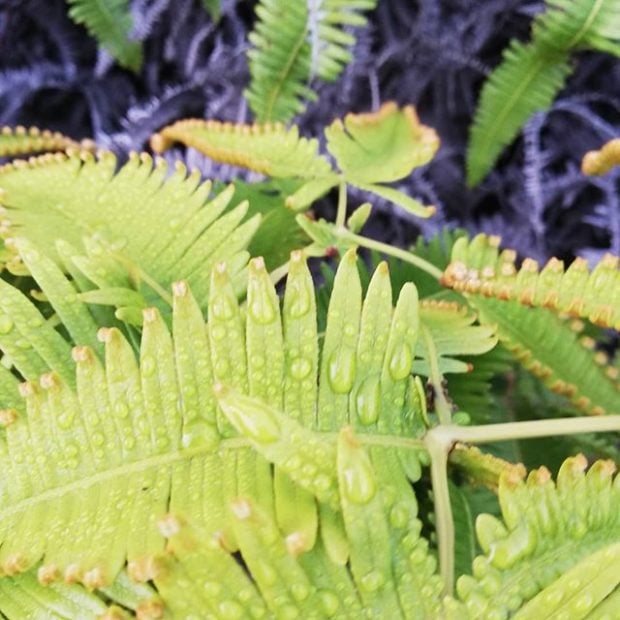 Uluhe fern (Volcano Village)