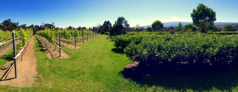 volcano winery, vineyard, mauna loa