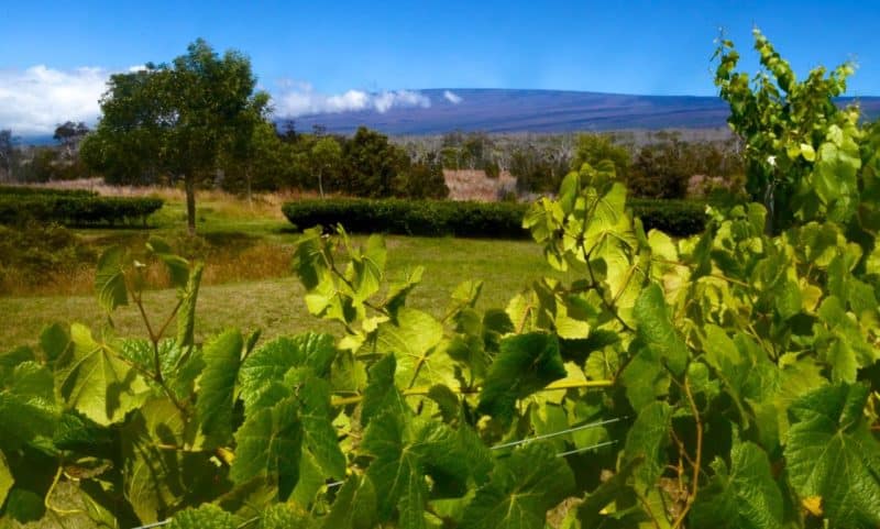 volcano winery, volcano village, big island, hawaii, vineyard, volcano