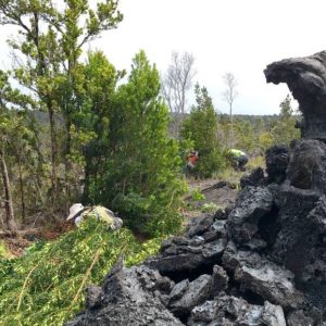 volunteer, hawaii, invasive species, big island