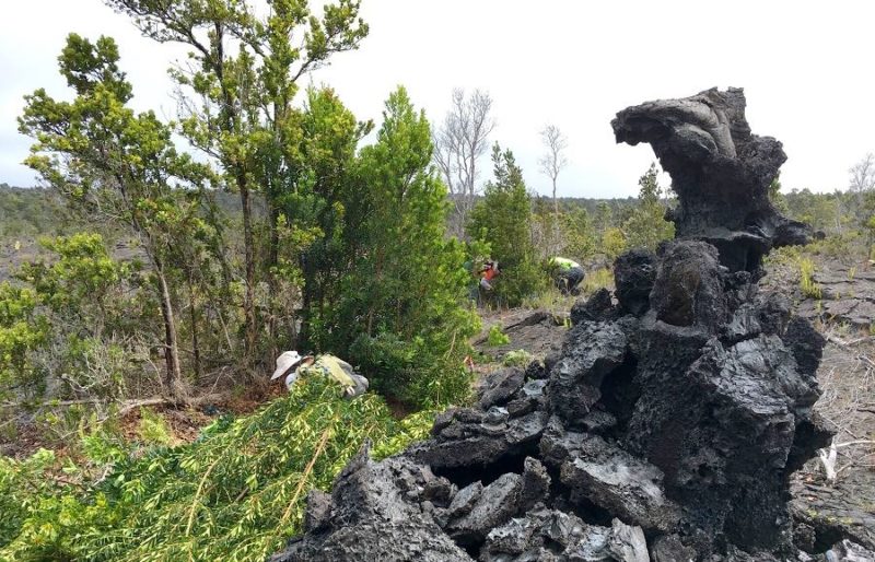 volunteer, hawaii, invasive species, big island