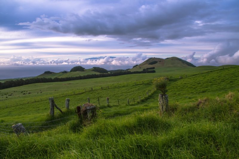 pasture land above waimea