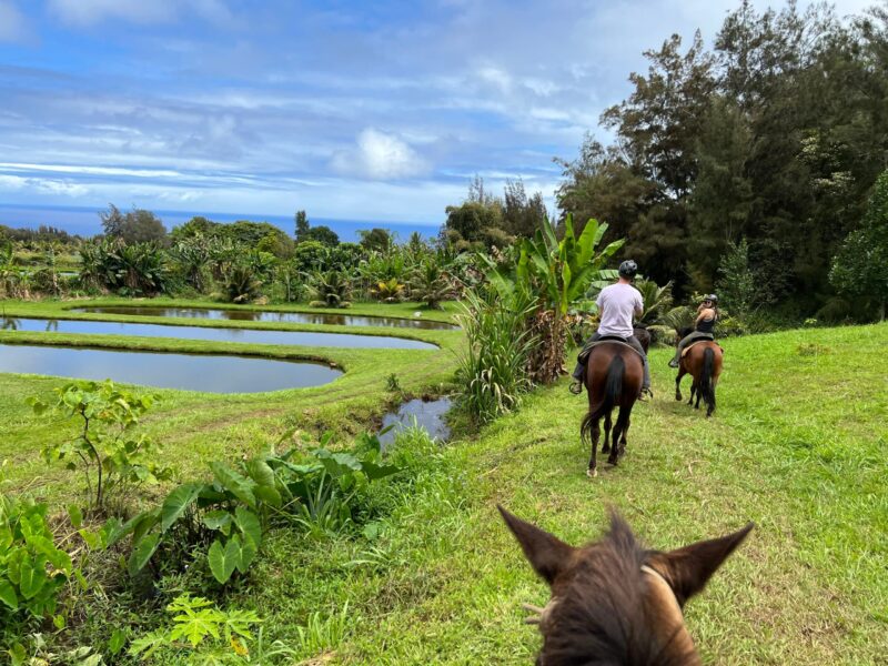Two riders on horseback passing terraced fishponds with the ocean behind, Waipiʻo on Horseback ranch