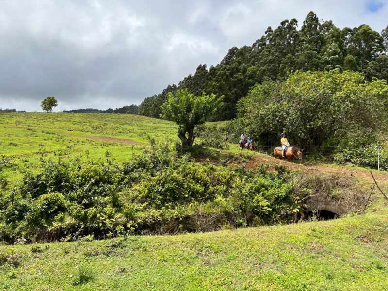 Riders on horseback on a ranch trail at the edge of open pasture below a eucalyptus ridge