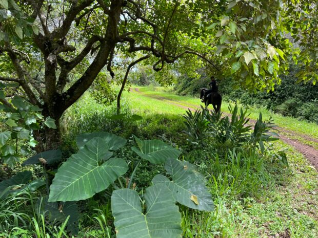 Single rider on a dark horse on a grass trail framed by a kukui tree and large taro leaves