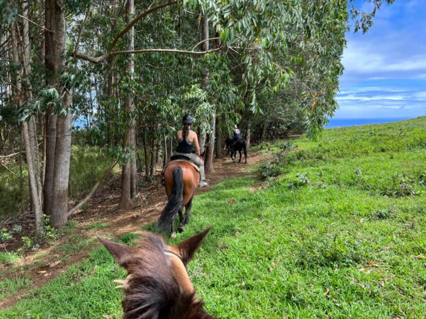 Riders on horseback on a trail along a eucalyptus tree line above the ocean, Hāmākua coast
