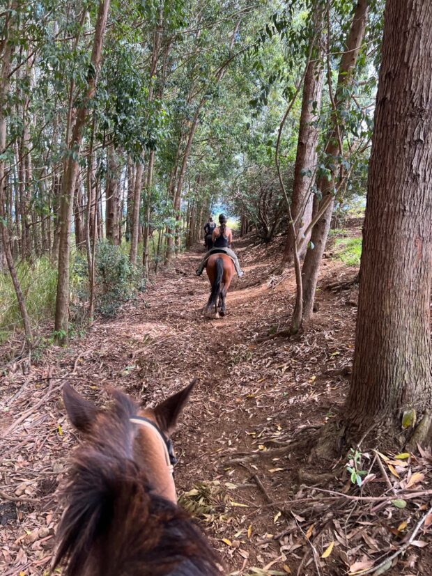 Riders on horseback walking nose to tail along a shaded dirt trail through a eucalyptus grove