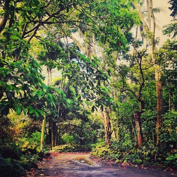 Waipio Valley floor