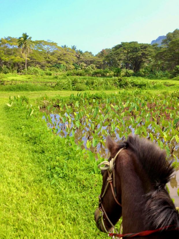 person sitting on horse seeing taro field in waipio valley