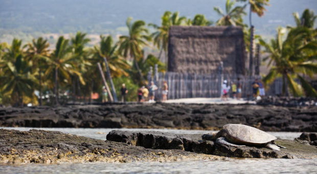Turtle in the Pu’uhonua o Honaunau park