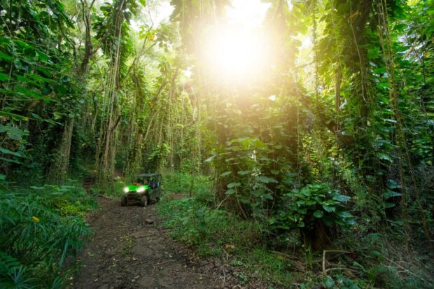 A Kawasaki UTV driving a rainforest trail through bamboo on the Kauaʻi tour