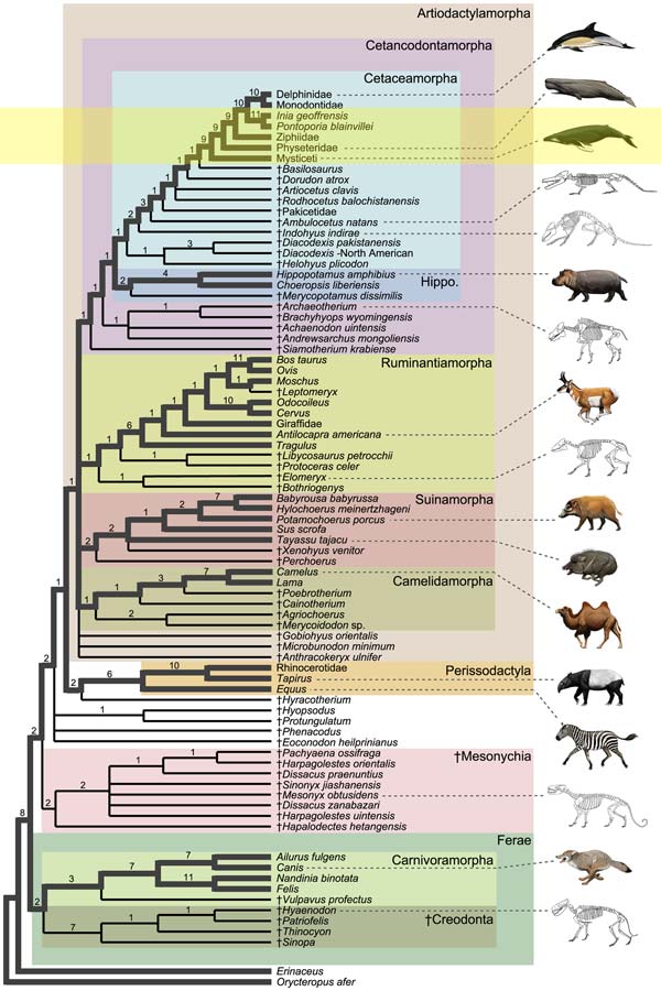 Whale ancestor chart