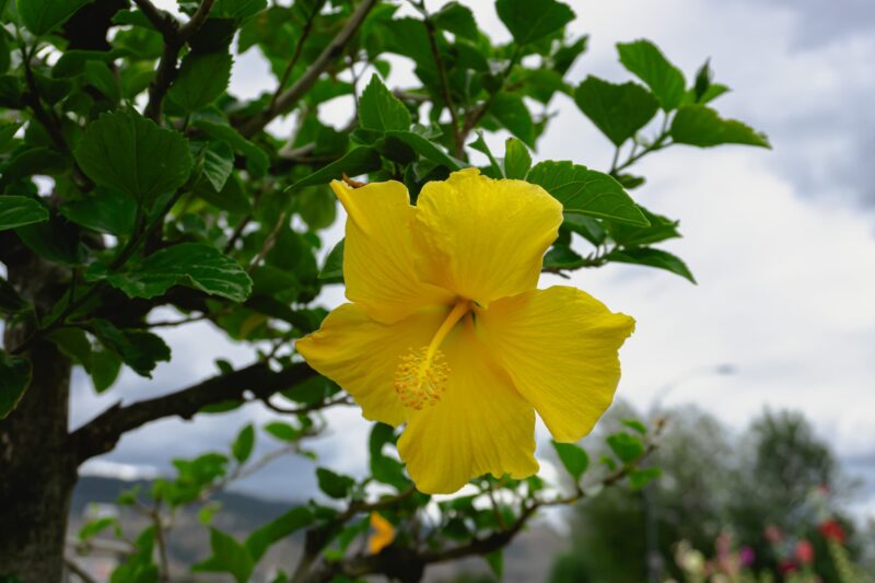 yellow hibiscus flower