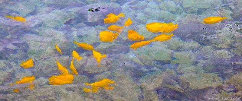 Snorkeling in Kona