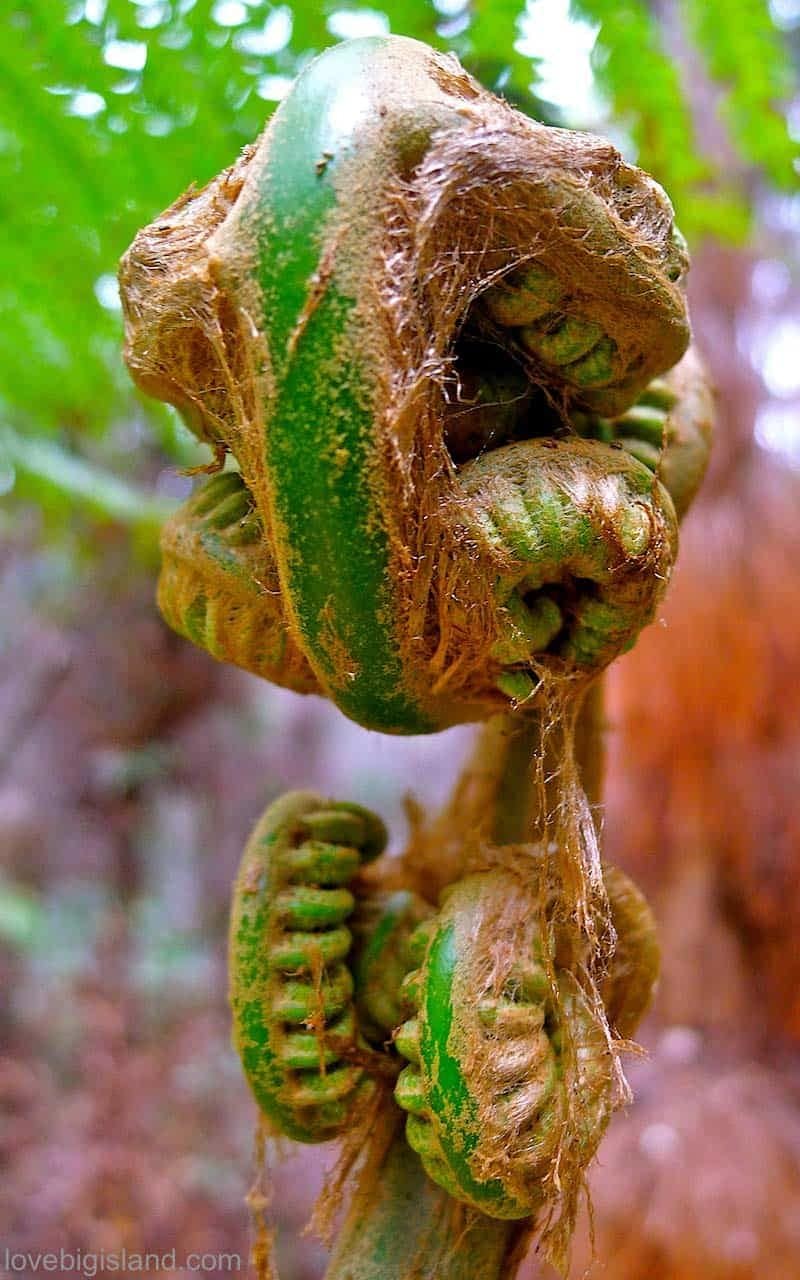 Young Hāpuʻu fern