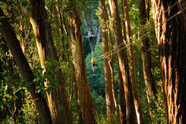 Zipline rider crossing between platforms in the tall forest above Hawi